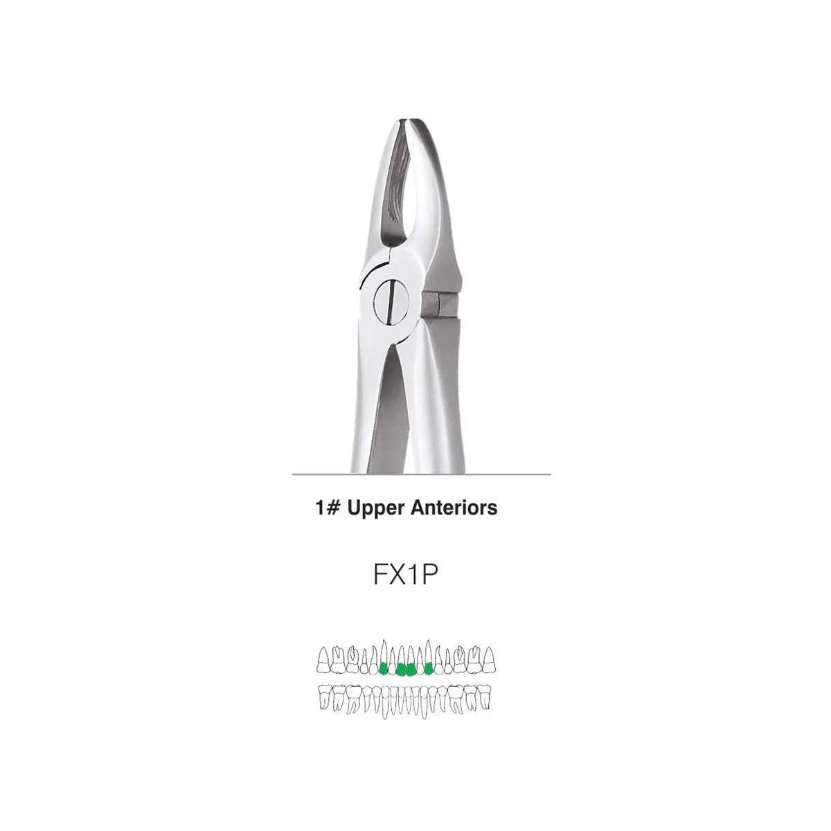 GDC Extraction Forceps S/12 With Cassette Instruments Kit (EFPWC12)