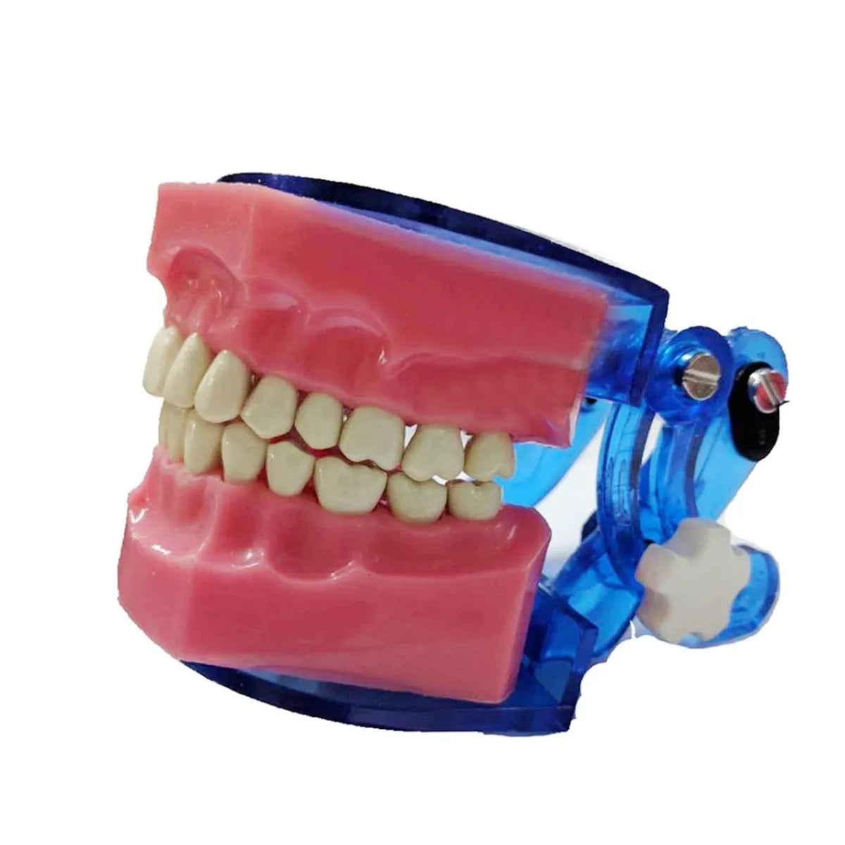 API Articulator For Typhodont Jaw