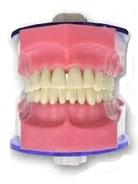 API Typodonts Individual B561 - Adult Size