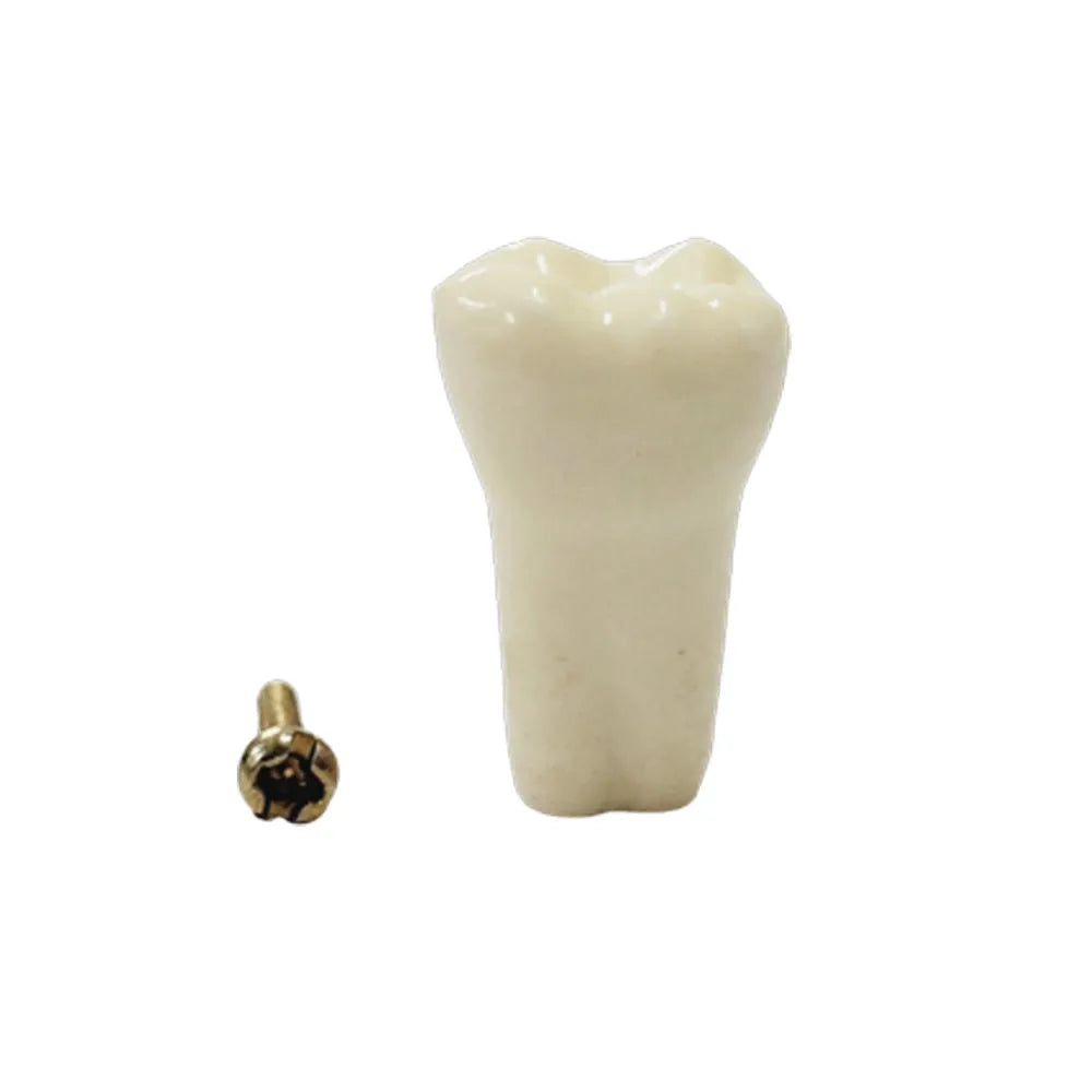 API Typodonts Individual B561 - Adult Size