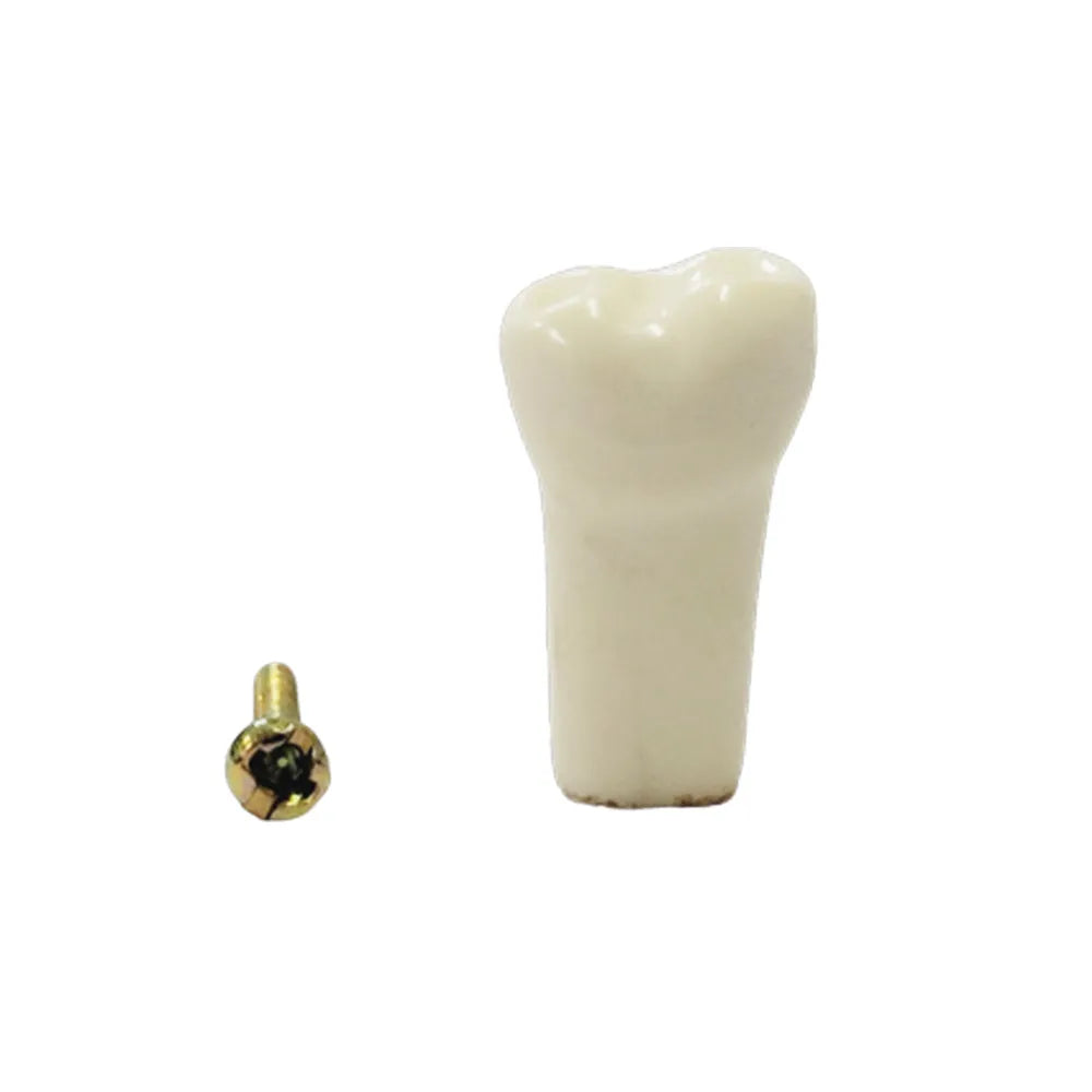 API Typodonts Individual B561 - Adult Size