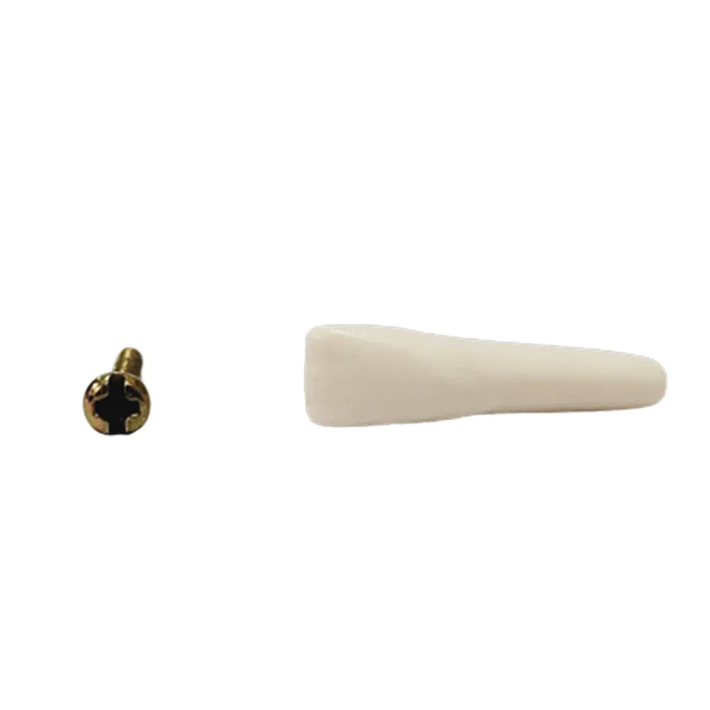 API Typodonts Individual B561 - Adult Size