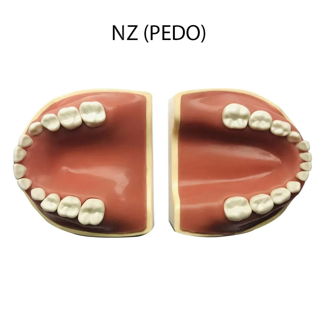 API Jaw Set with Typodonts