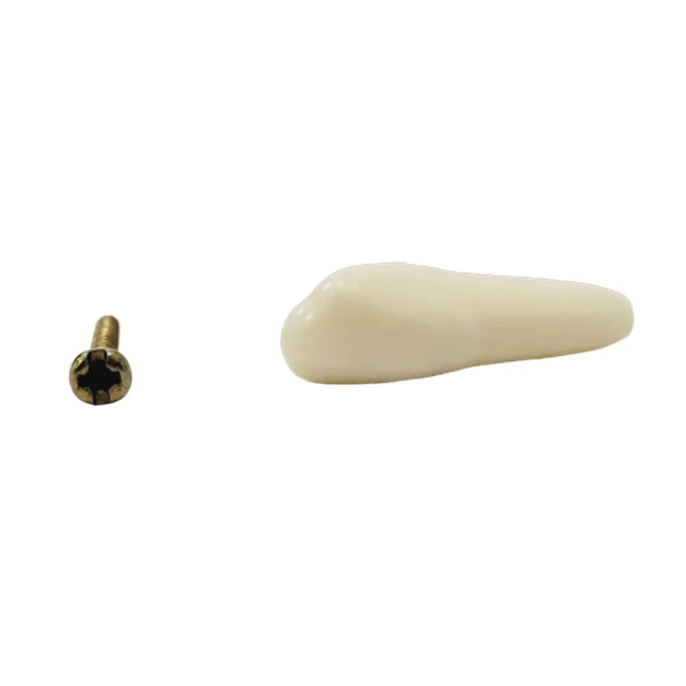 API Typodonts Individual B561 - Adult Size