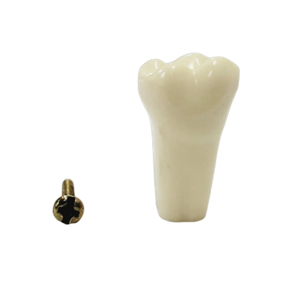 API Typodonts Individual B561 - Adult Size