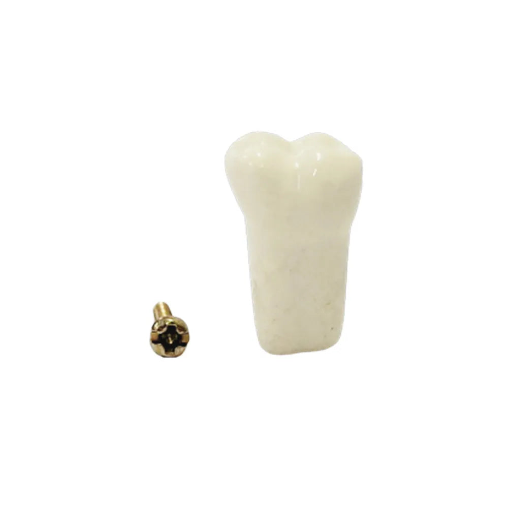 API Typodonts Individual B561 - Adult Size