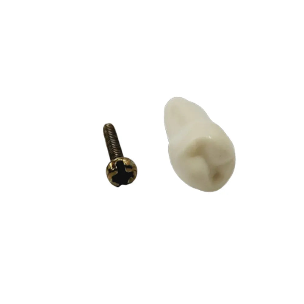 API Typodonts Individual B561 - Adult Size