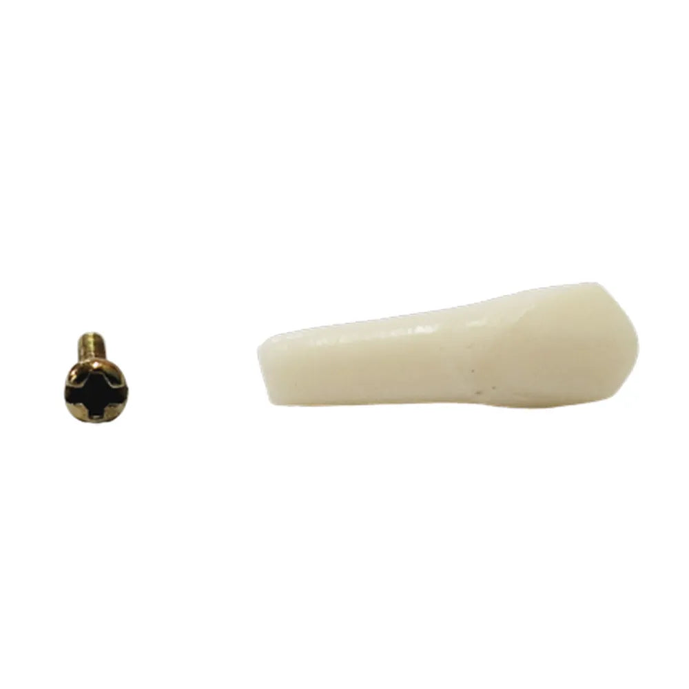 API Typodonts Individual B561 - Adult Size