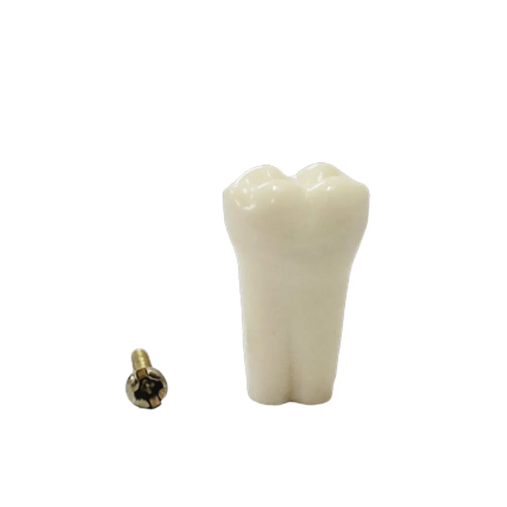 API Typodonts Individual B561 - Adult Size