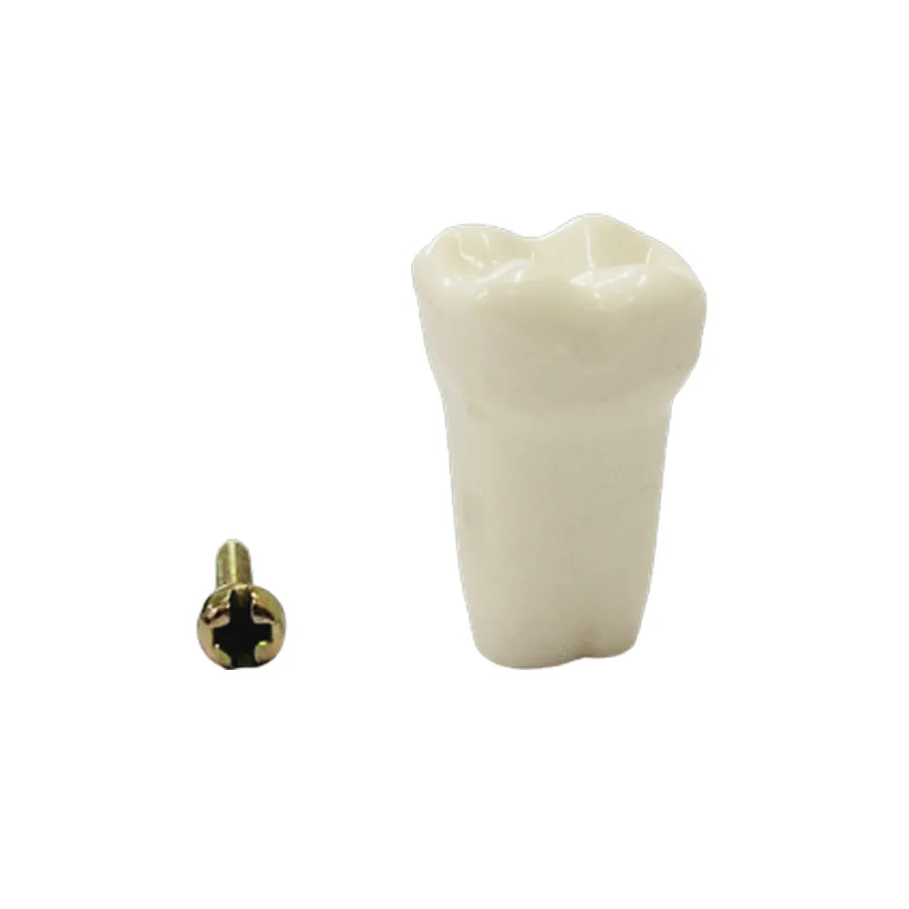 API Typodonts Individual B561 - Adult Size