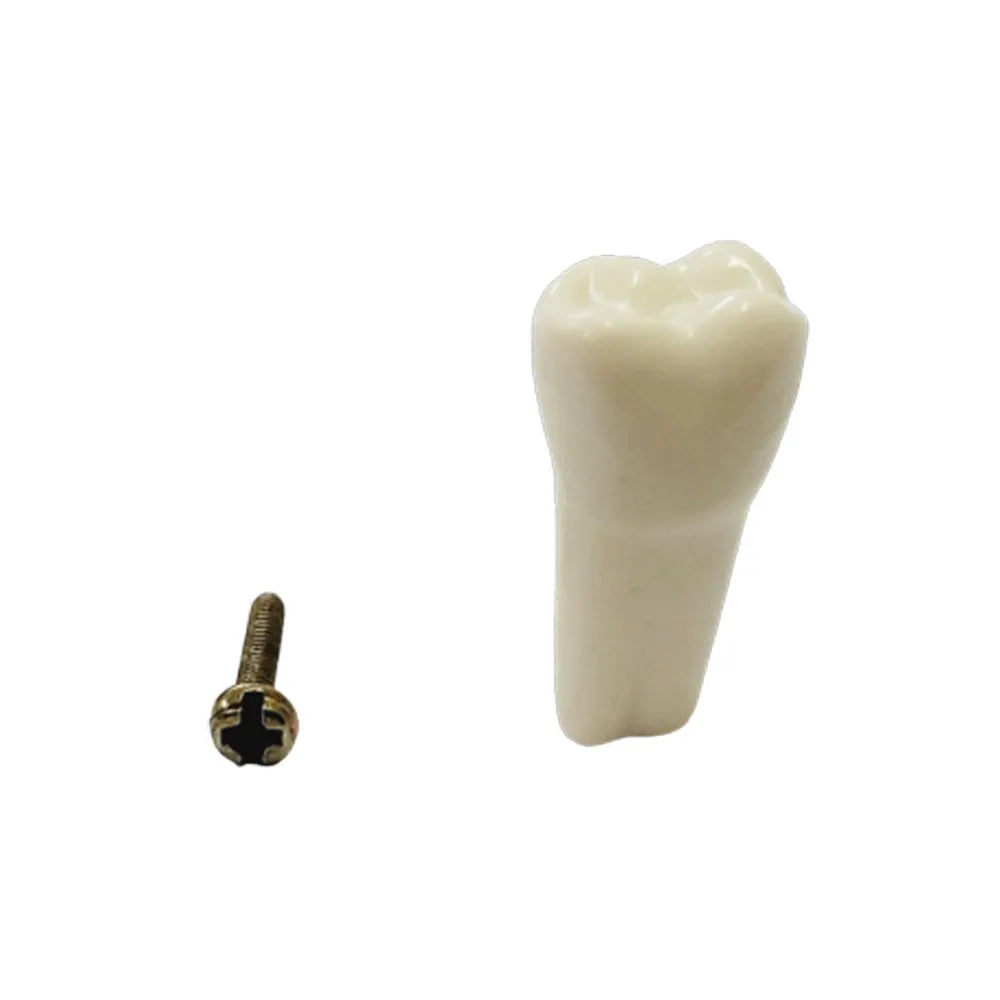 API Typodonts Individual B561 - Adult Size