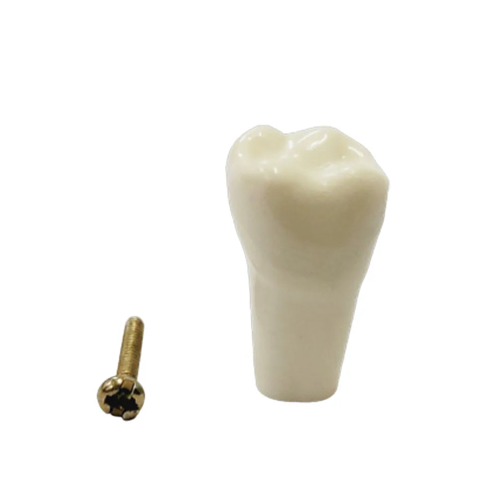 API Typodonts Individual B561 - Adult Size