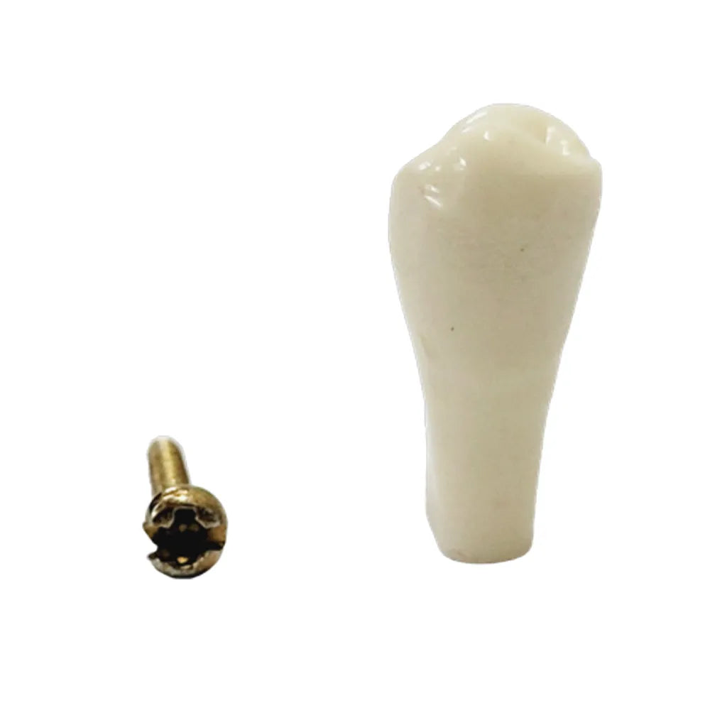 API Typodonts Individual B561 - Adult Size