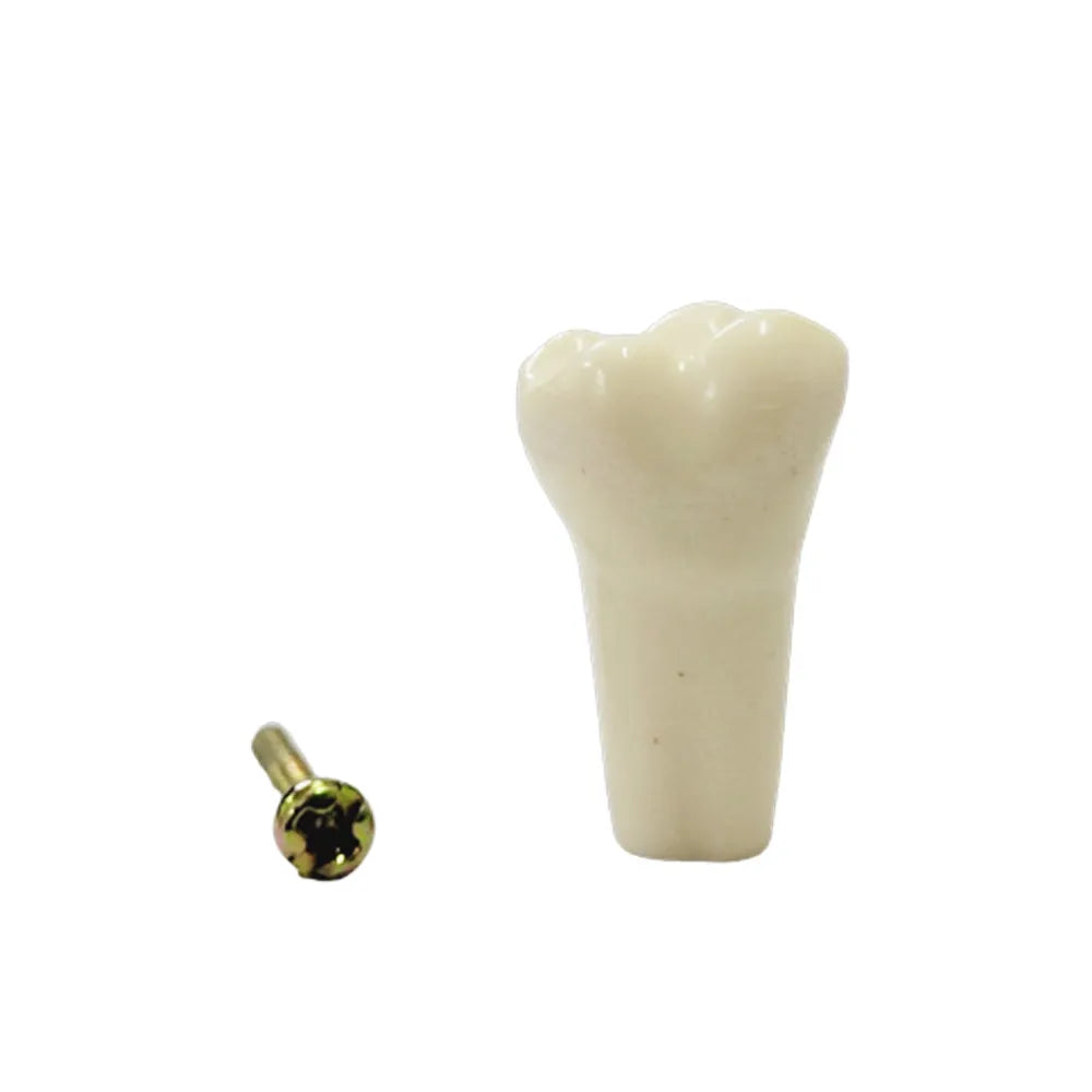 API Typodonts Individual B561 - Adult Size