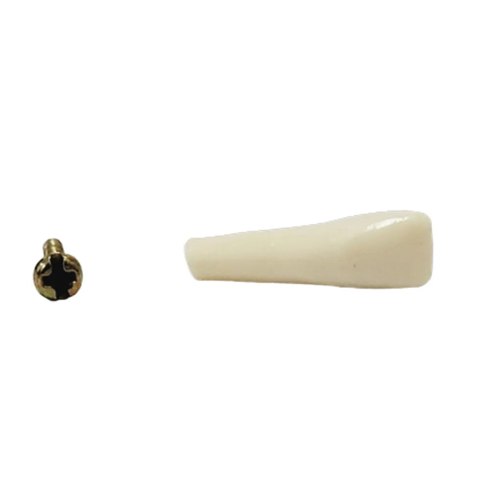 API Typodonts Individual B561 - Adult Size