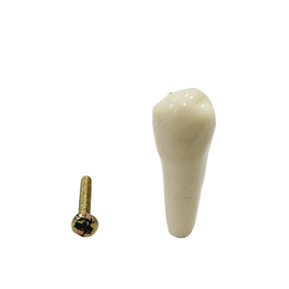 API Typodonts Individual B561 - Adult Size