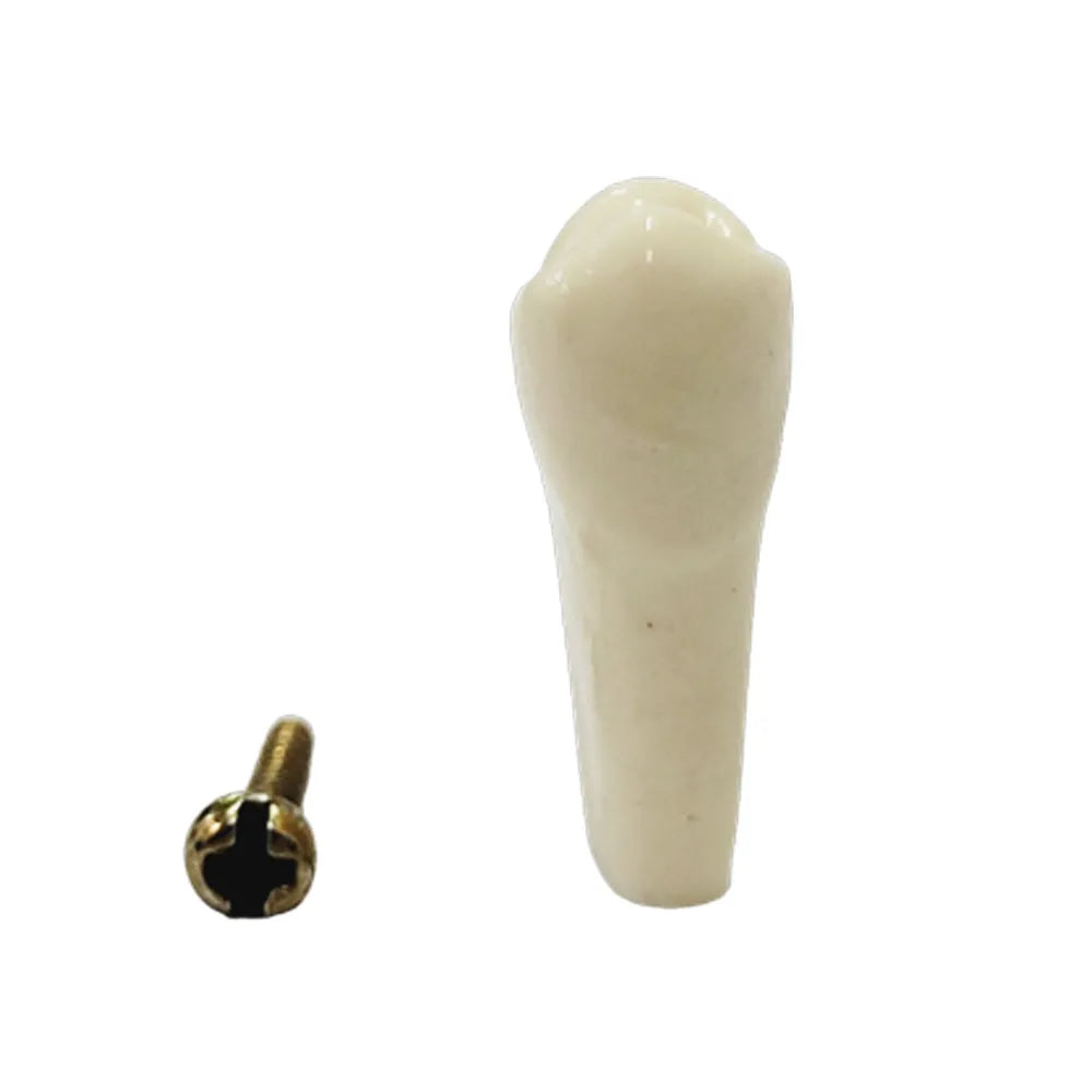 API Typodonts Individual B561 - Adult Size