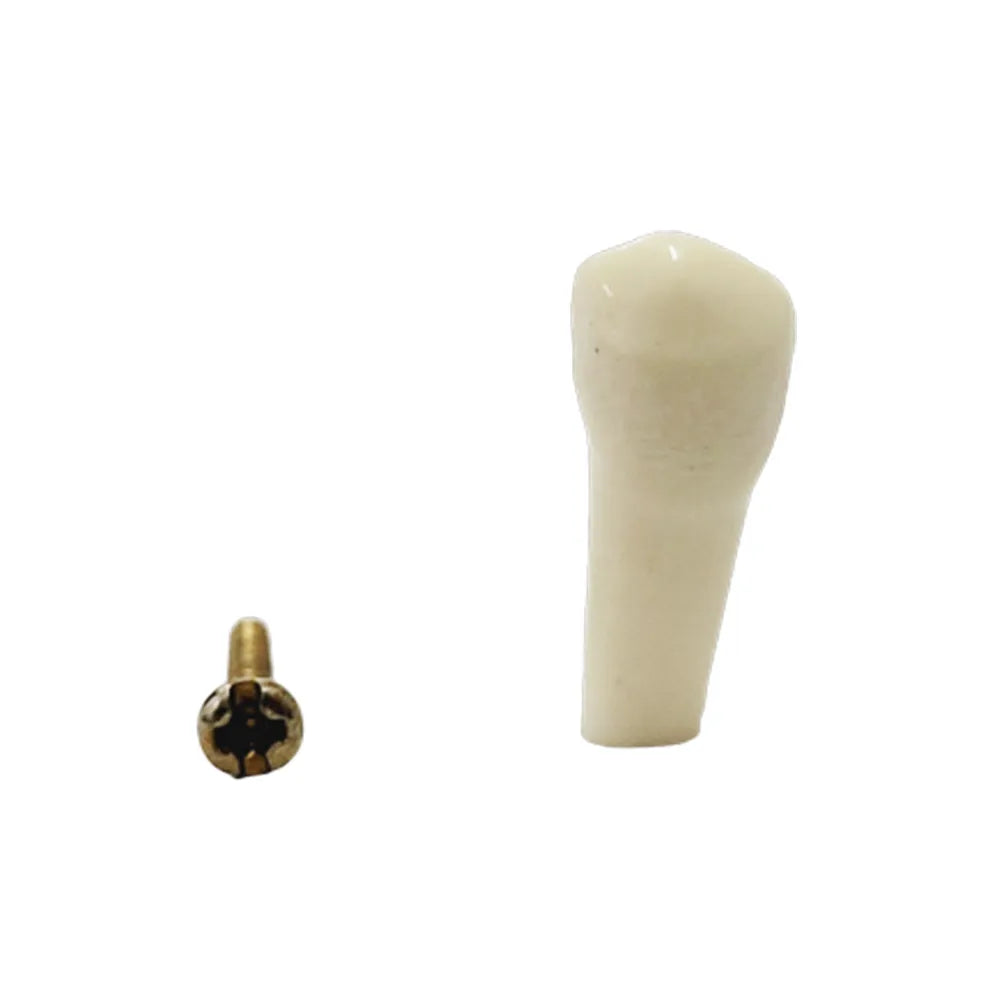API Typodonts Individual B561 - Adult Size