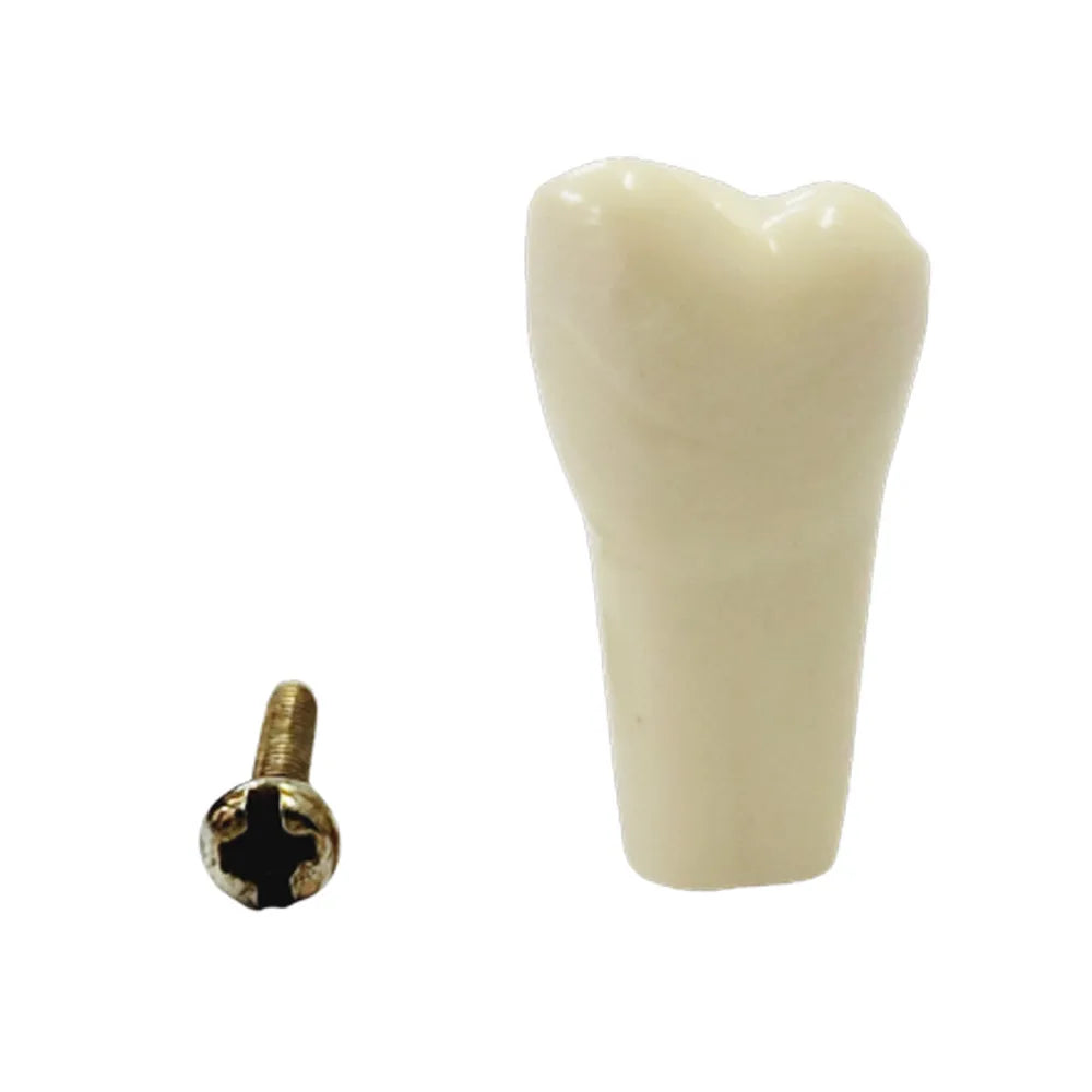 API Typodonts Individual B561 - Adult Size