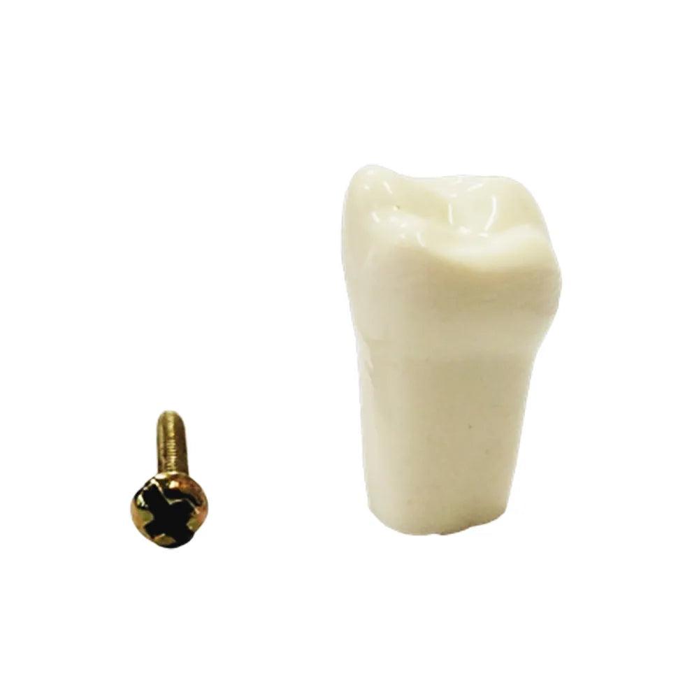 API Typodonts Individual B561 - Adult Size