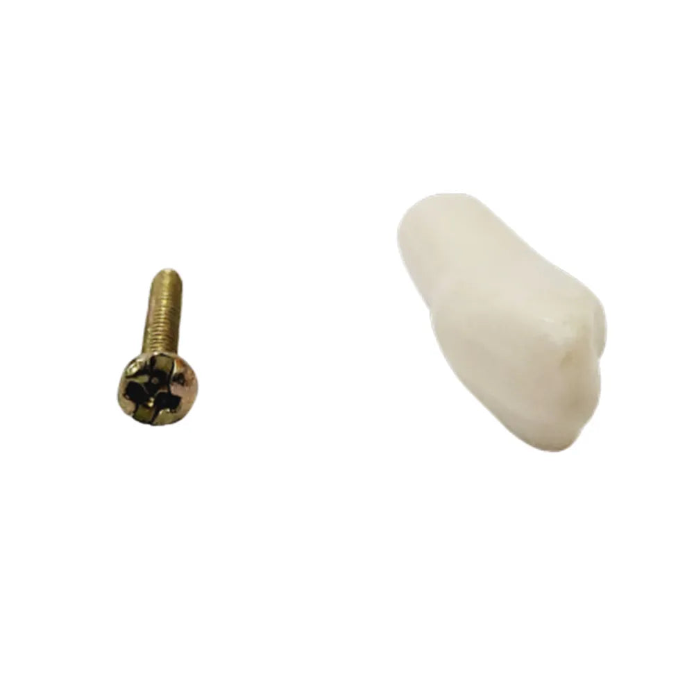 API Typodonts Individual B561 - Adult Size