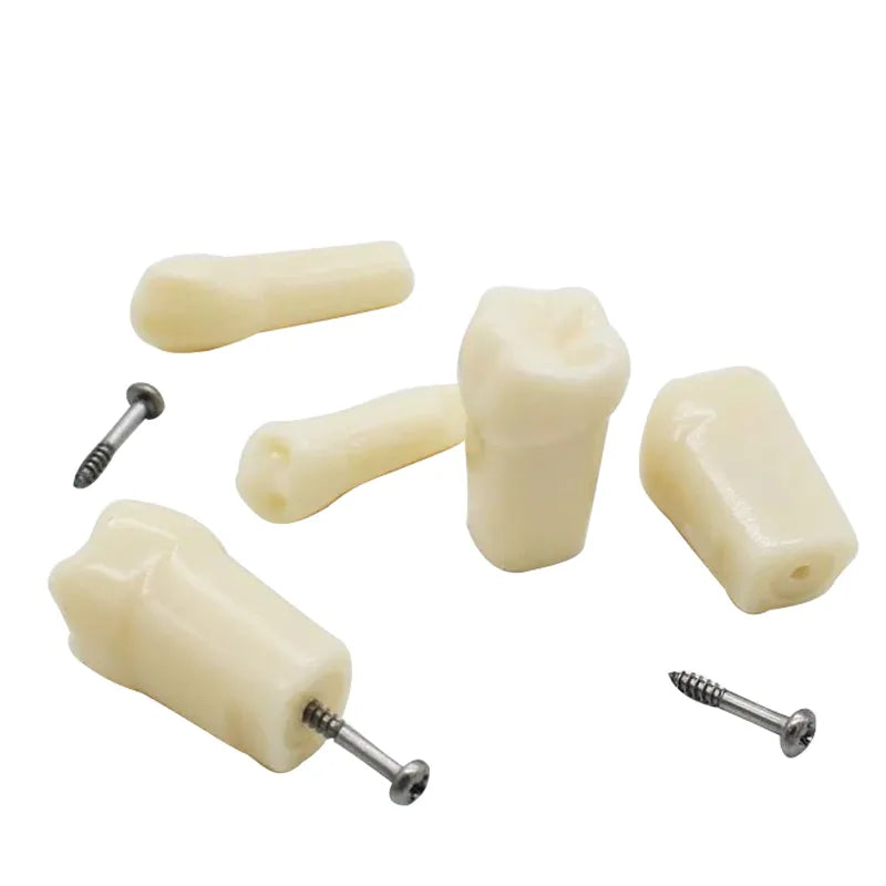API Typodonts Individual B561 - Adult Size