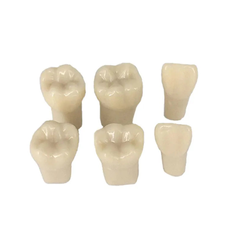 API Typodonts Individual B561 - Adult Size