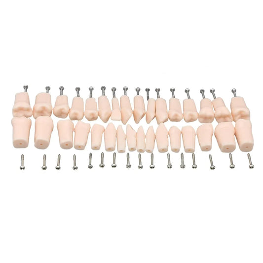 iDENTical Typodonts For Frasaco Type Jaw Set Individual M8022