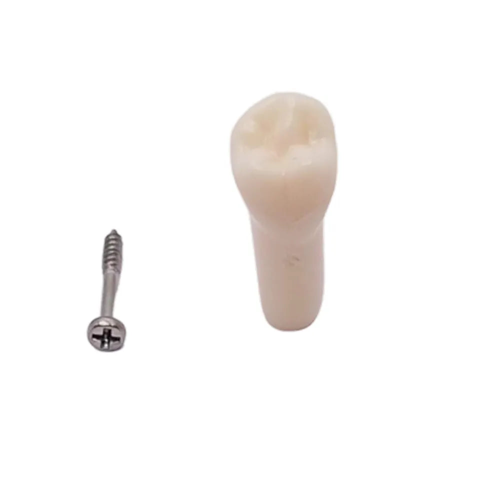 iDENTical Typodonts For Frasaco Type Jaw Set Individual M8022
