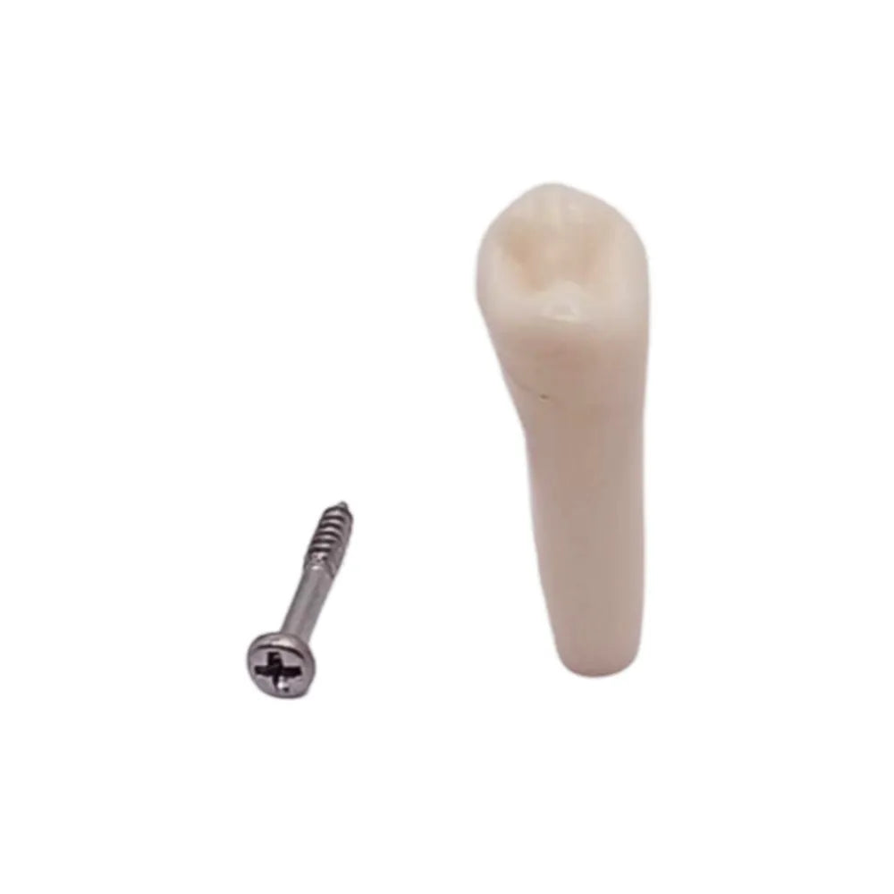 iDENTical Typodonts For Frasaco Type Jaw Set Individual M8022