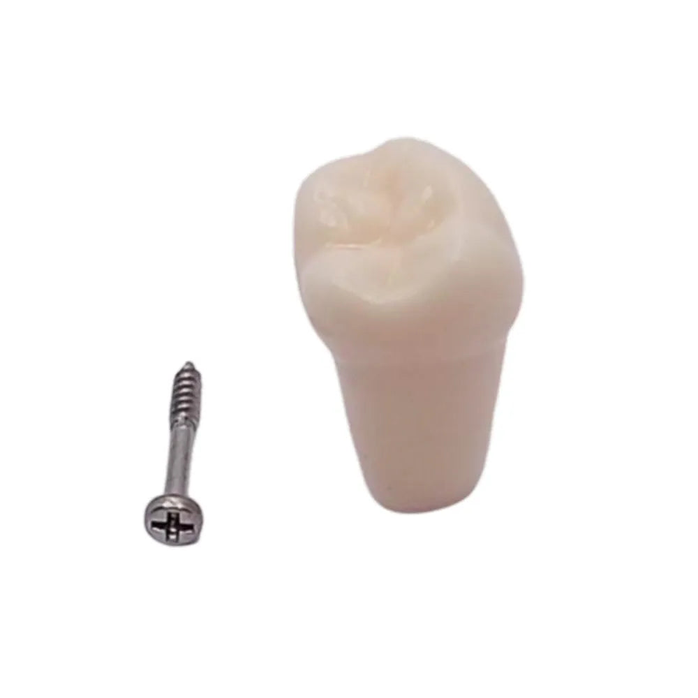 iDENTical Typodonts For Frasaco Type Jaw Set Individual M8022