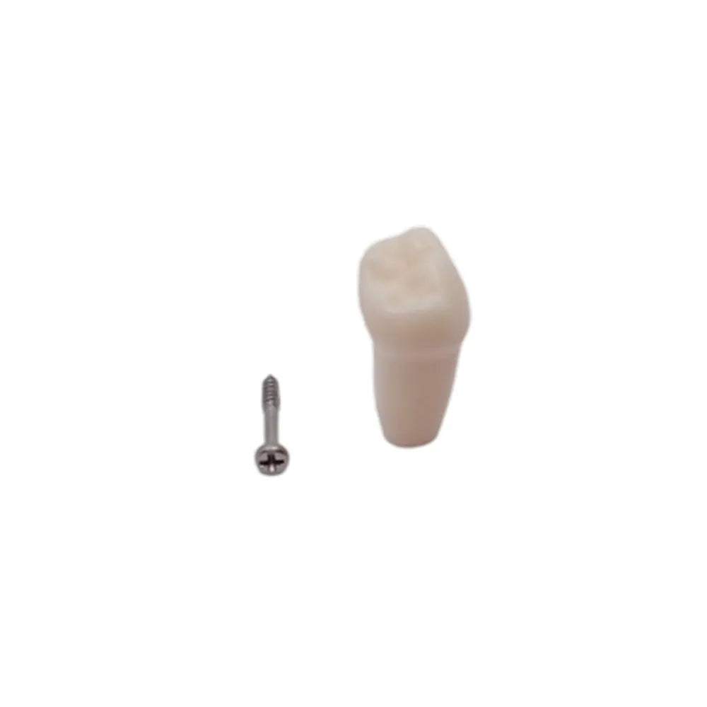 iDENTical Typodonts For Frasaco Type Jaw Set Individual M8022