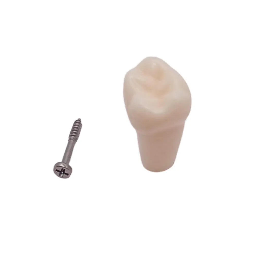 iDENTical Typodonts For Frasaco Type Jaw Set Individual M8022