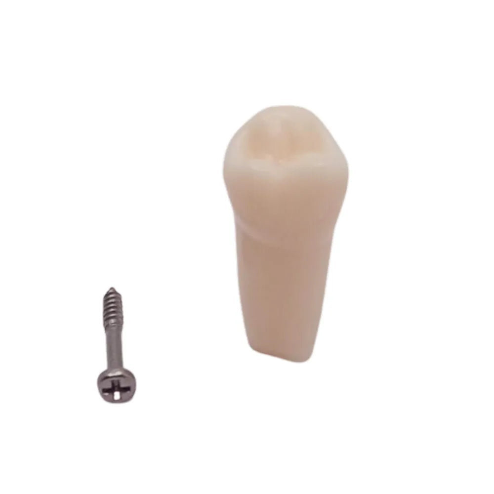 iDENTical Typodonts For Frasaco Type Jaw Set Individual M8022