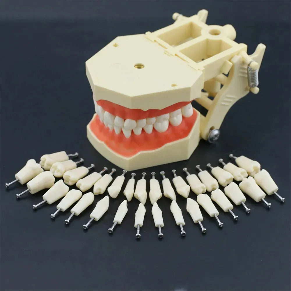 iDENTical Typodonts For Frasaco Type Jaw Set Individual M8022