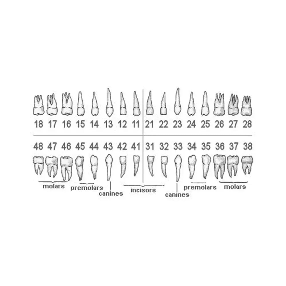 iDENTical Typodonts For Frasaco Type Jaw Set Individual M8022