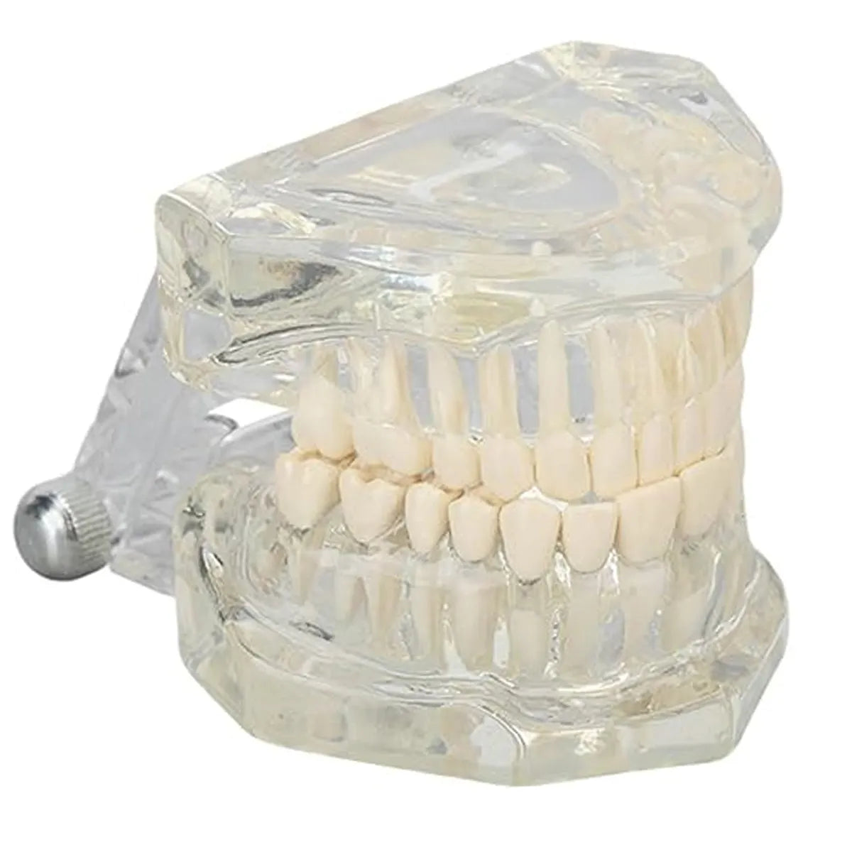 JJ Ortho Class II Division II Orthodontic Model (10.10.03)