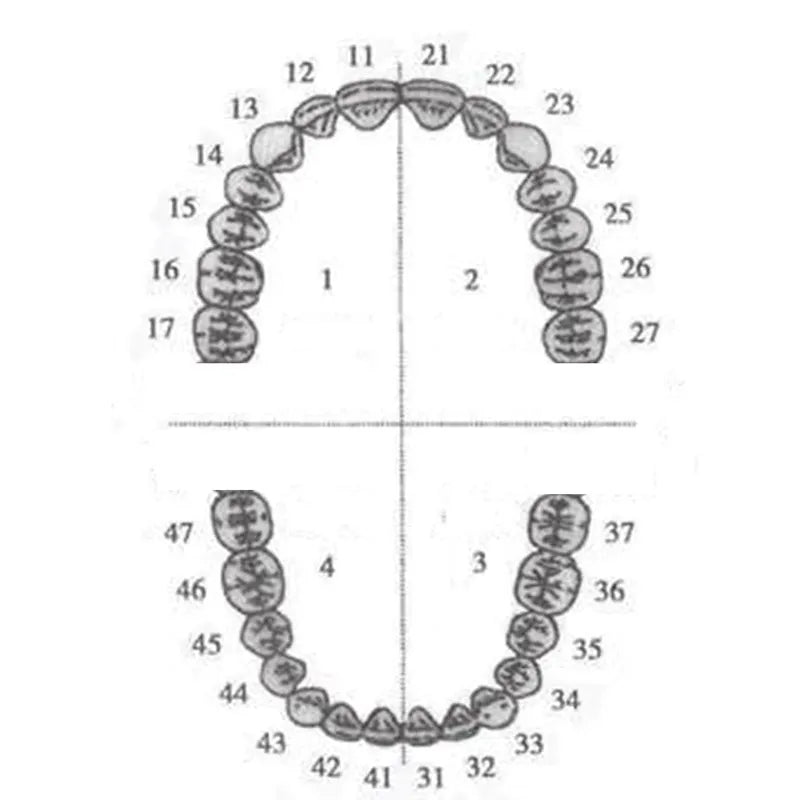 API Typodonts Individual B561 - Adult Size