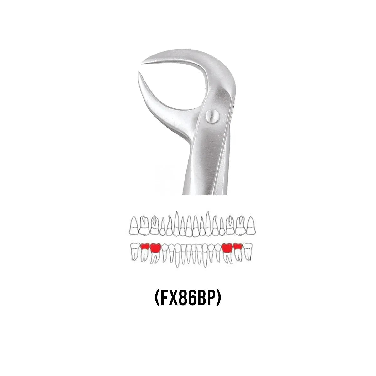 GDC Extraction Forceps Lower Molars - 86b Premium (FX86BP)