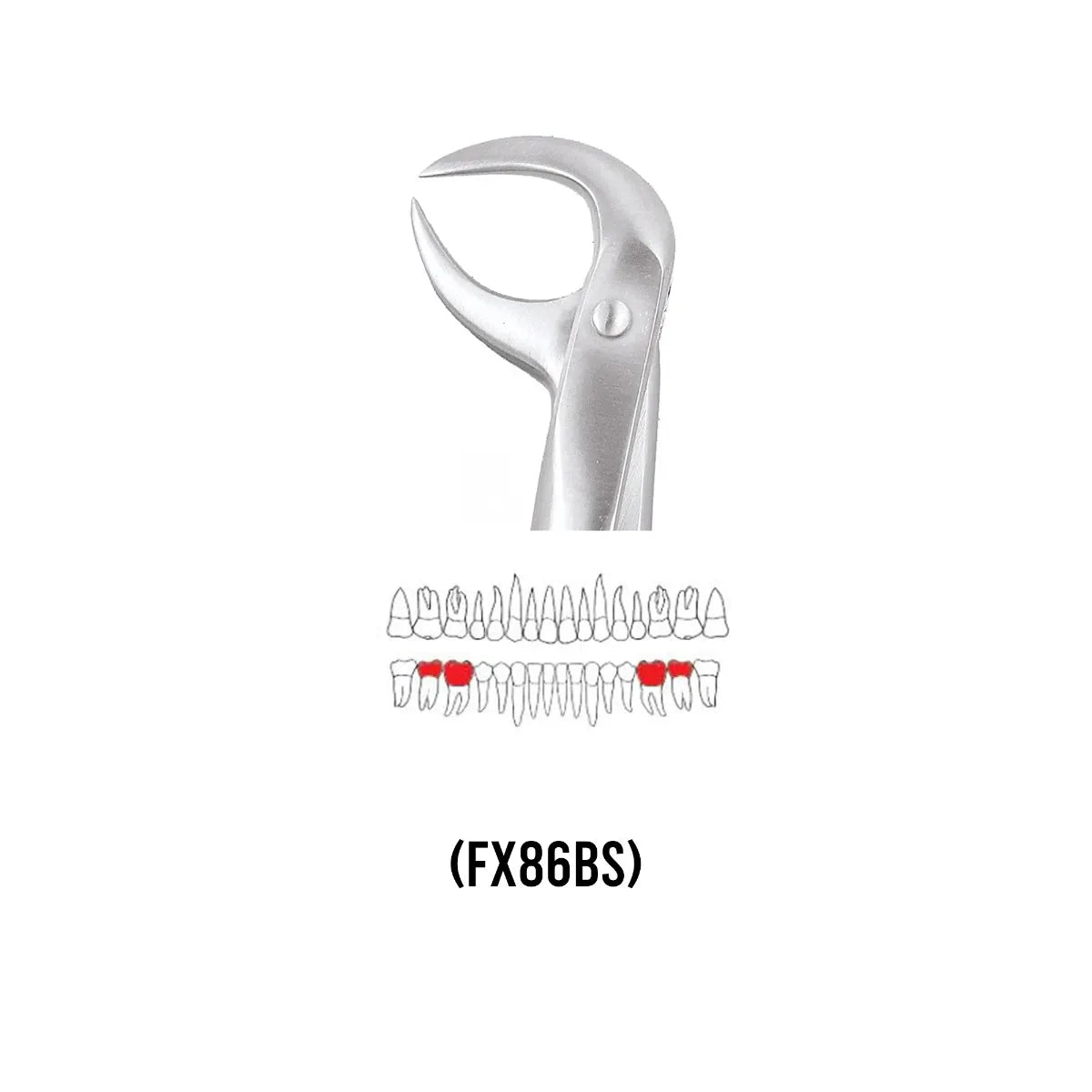 GDC Extraction Forceps Lower Molars - 86B Standard (FX86BS)