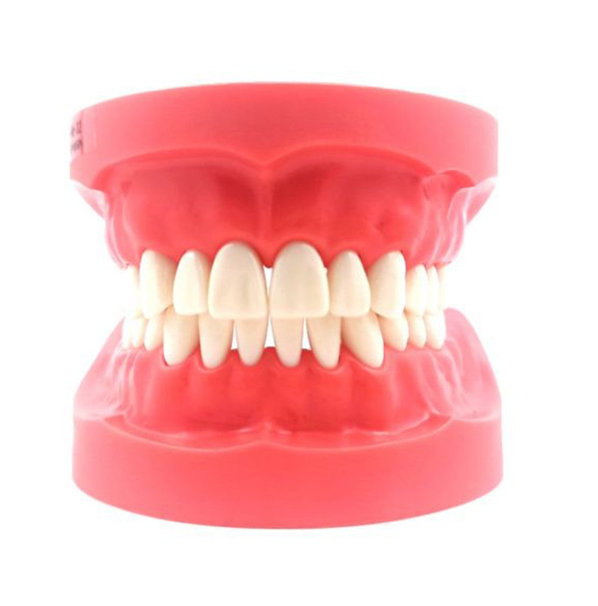 Nissin Typodont Jaw Set