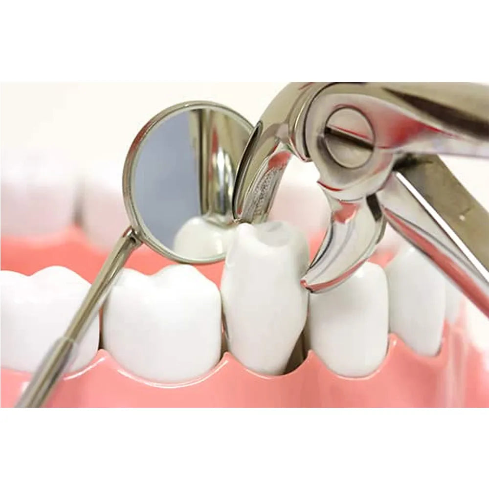 GDC Extraction Forceps Lower Premolars - 75 Standard (Fx75s)