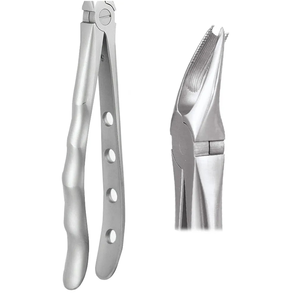 GDC Extraction Forceps Upper Molar Right Premium Cowhorn- FX89P