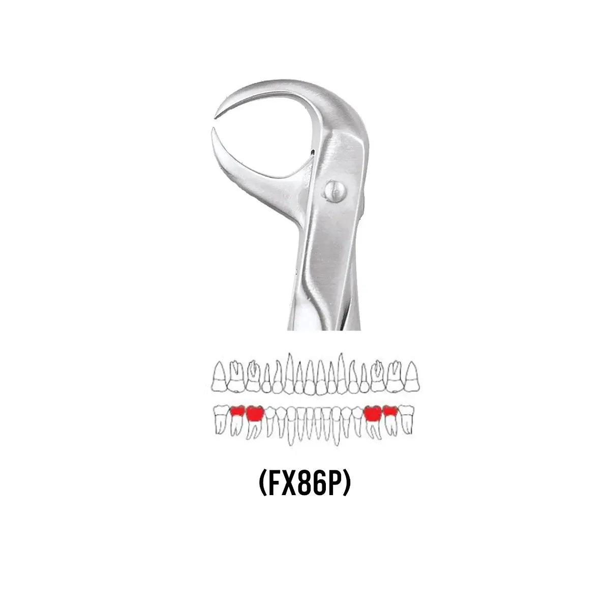 GDC Extraction Forceps Lower Molars - 86 Premium (FX86P)