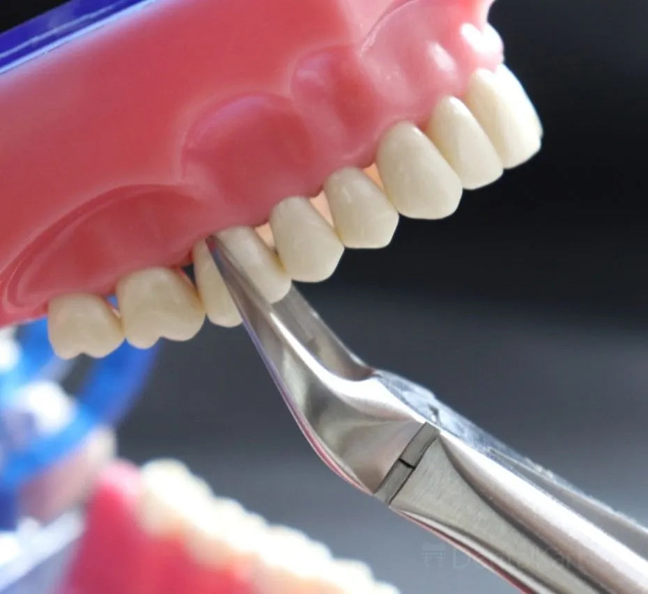 GDC Extraction Forceps Upper Molars Right Standard - (FX89S)