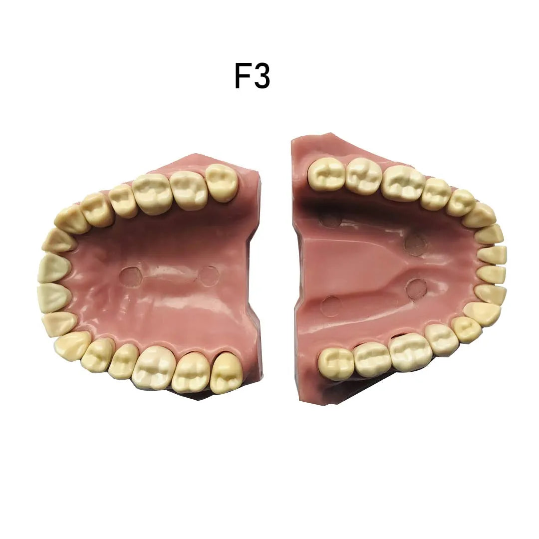 API Jaw Set with Typodonts