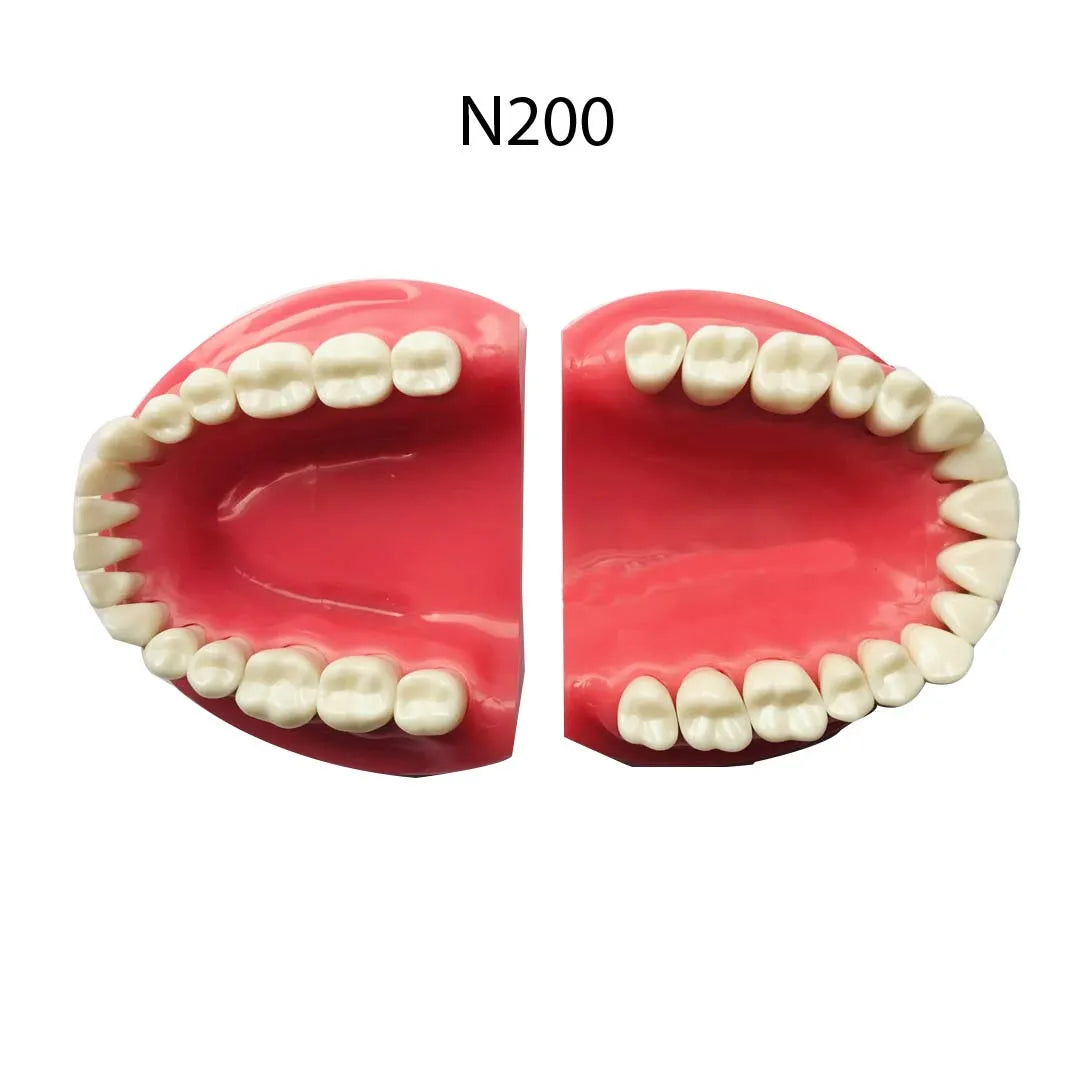 API Jaw Set with Typodonts