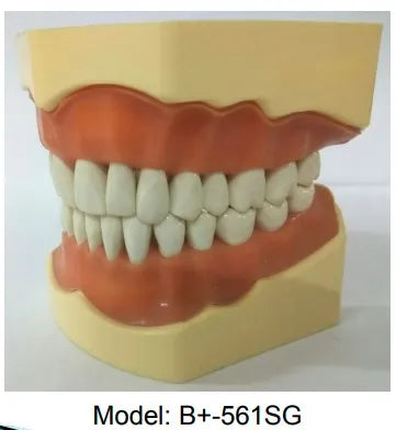 API Jaw Set with Typodonts