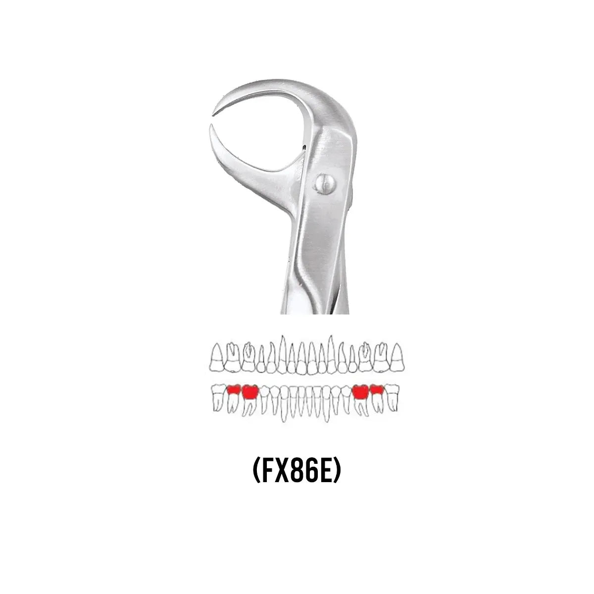 GDC Extraction Forceps Lower Molars - 86 Ergonomic (FX86E)