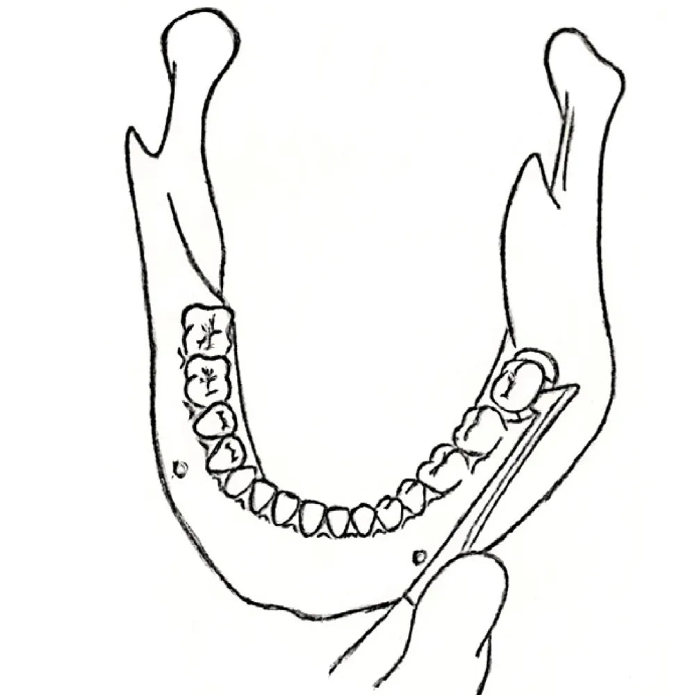 GDC Root Elevators Cryer - Left Premium (E31p)